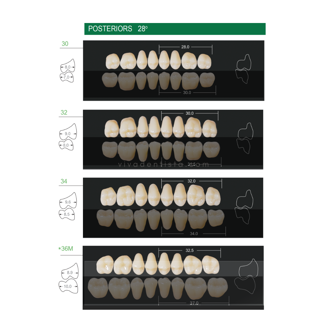 Huge Kaili Synthetic Polymer Teeth (Upper Posterior)
