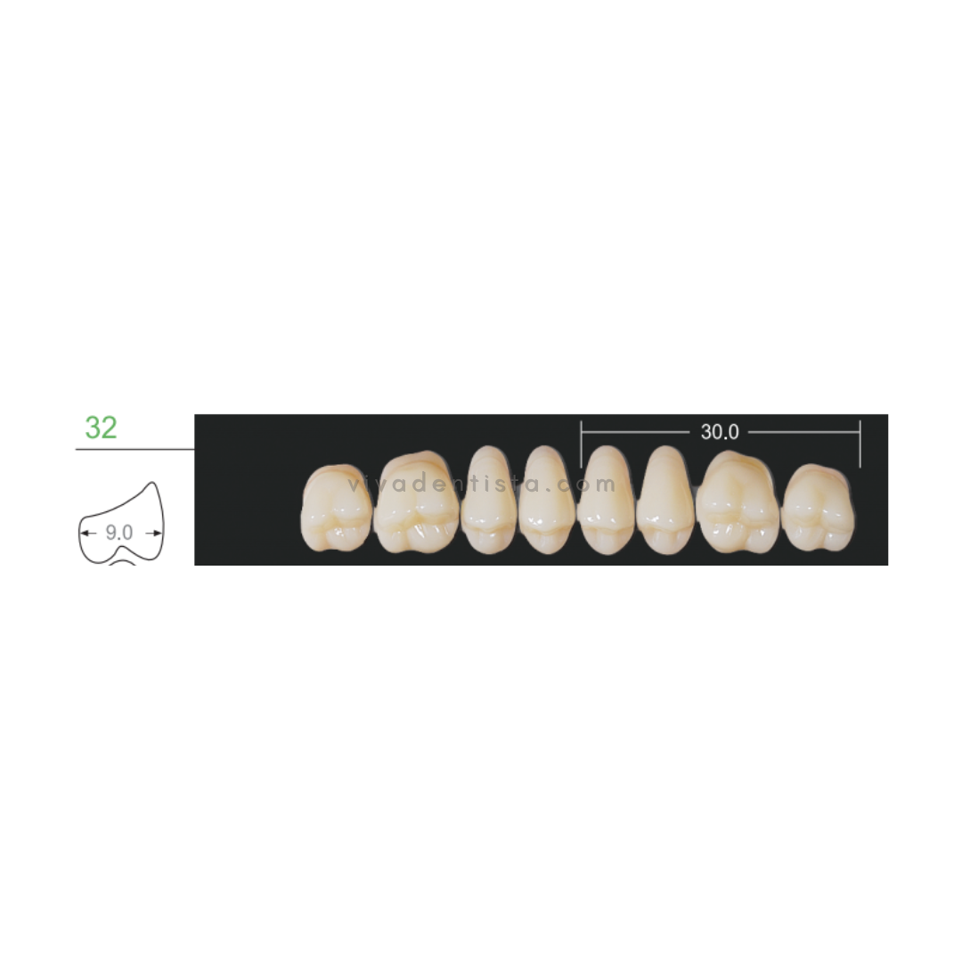 Huge Kaili Synthetic Polymer Teeth (Upper Posterior)