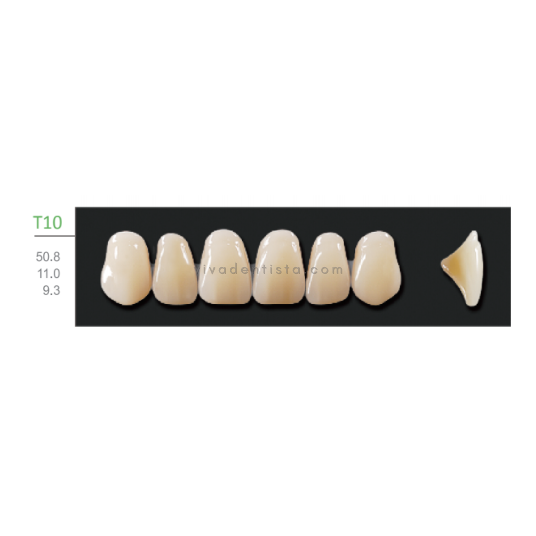 Huge Kaili Synthetic Polymer Teeth (Upper Anterior) - Tapering