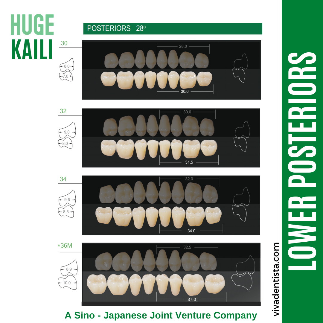 Huge Kaili Synthetic Polymer Teeth (Lower Posterior)