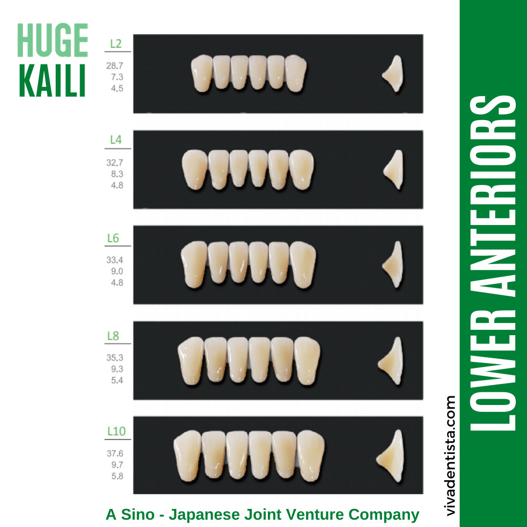 Huge Kaili Synthetic Polymer Teeth (Lower Anterior)